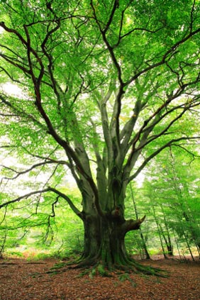 beech tree